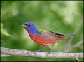 _0SB1185 painted bunting